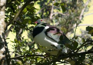 Kereru NZ Native Pigeon 